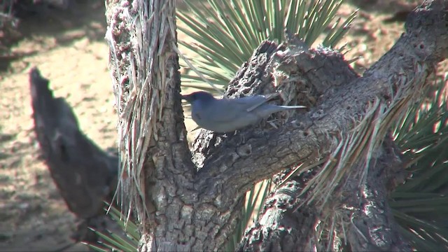 Pinyon Jay - ML201705281