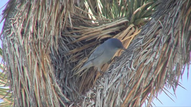 Pinyon Jay - ML201705291