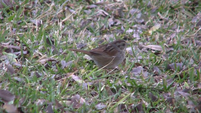 Swamp Sparrow - ML201705321