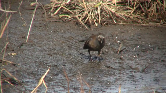 Rusty Blackbird - ML201705331