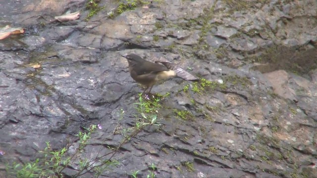 Paruline à croupion fauve - ML201705361