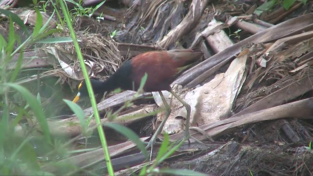 Jacana Centroamericana - ML201705371