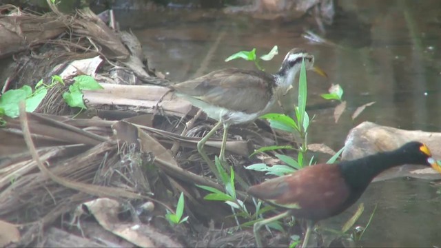 Gelbstirn-Blatthühnchen - ML201705381