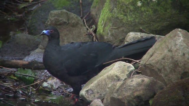 Schwarzguan - ML201705391