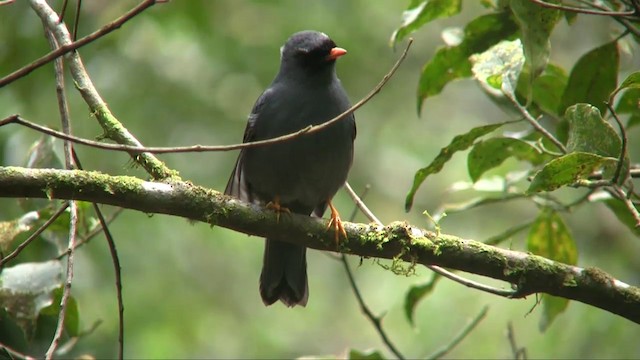 ズグロヒトリツグミ - ML201705421