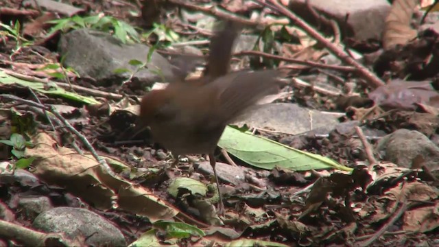 Ruddy-capped Nightingale-Thrush - ML201705431