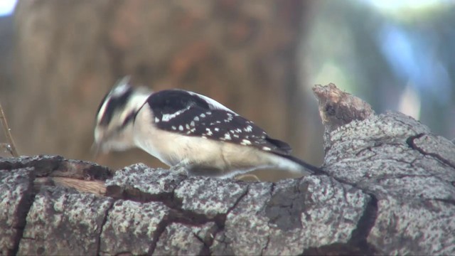 Downy Woodpecker (Pacific) - ML201705511