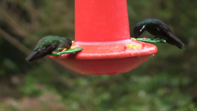 Colibrí Ventrinegro - ML201705571