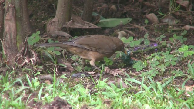 Clay-colored Thrush - ML201705581