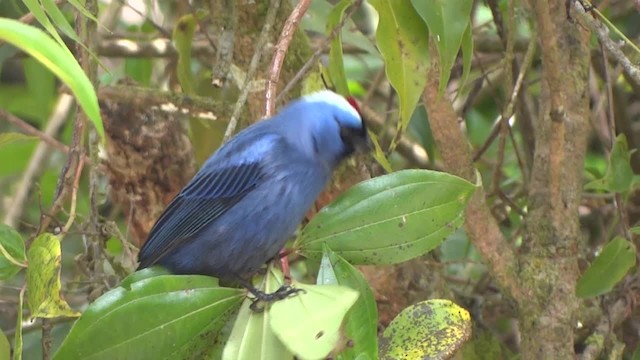 Diademed Tanager - ML201705631