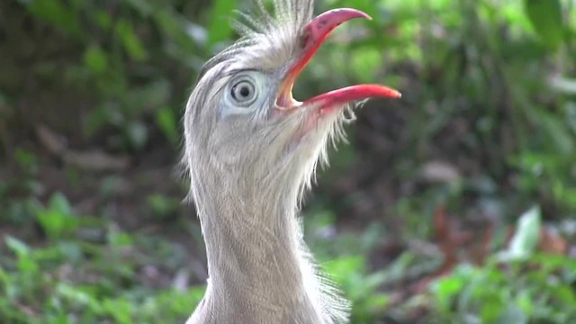 Red-legged Seriema - ML201705651