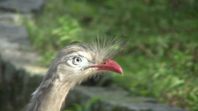 Red-legged Seriema - ML201705661