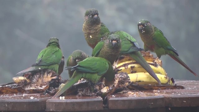 Maroon-bellied Parakeet (Maroon-tailed) - ML201705681