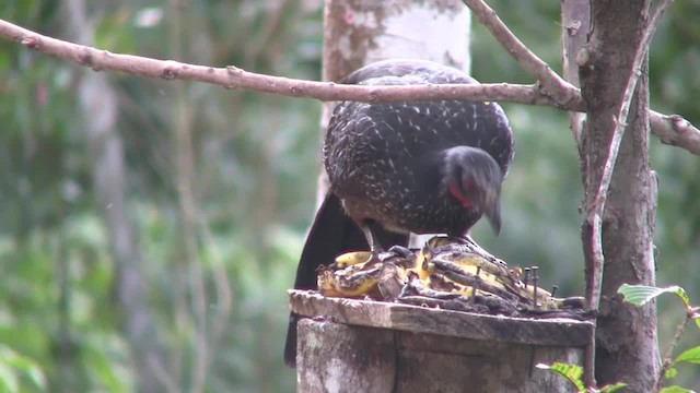 Dusky-legged Guan - ML201705731