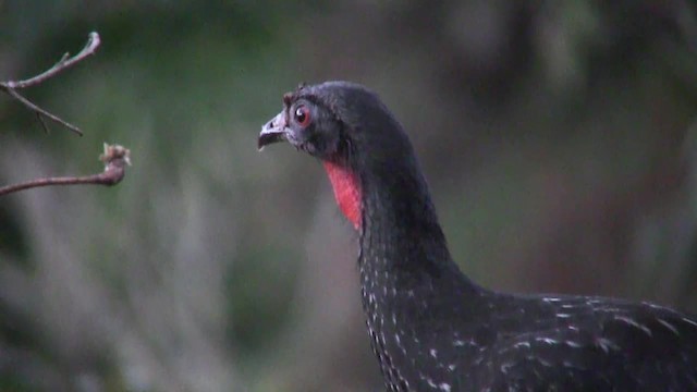 Dusky-legged Guan - ML201705741