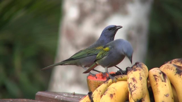 Golden-chevroned Tanager - ML201705751