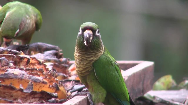 Kahverengi Kulaklı Papağan (frontalis) - ML201705771