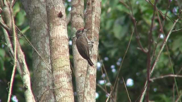 White-barred Piculet (White-barred) - ML201705801