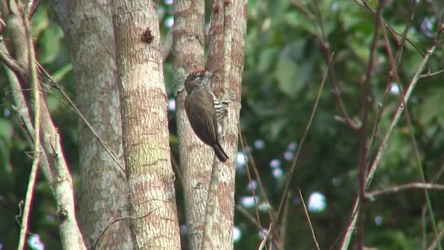 シロスジヒメキツツキ（cirratus グループ） - ML201705801