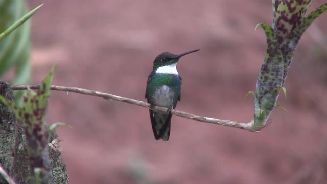 Colibri à gorge blanche - ML201705811