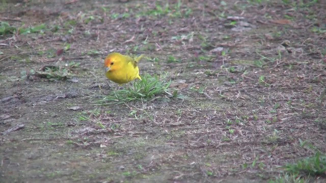 Saffron Finch (Saffron) - ML201705831