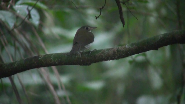 ミナミタヒバリタイランチョウ - ML201705841