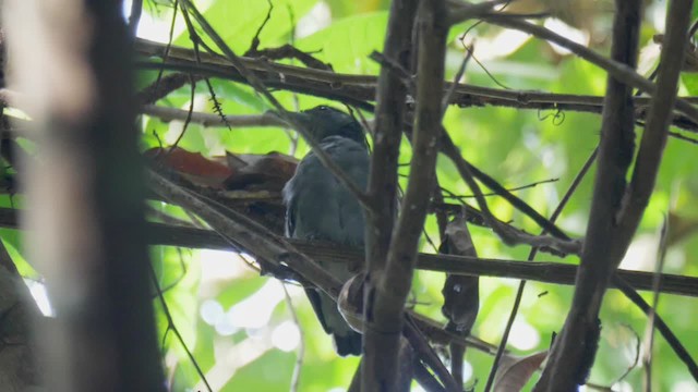 Fleckenflügel-Ameisenwürger - ML201705851