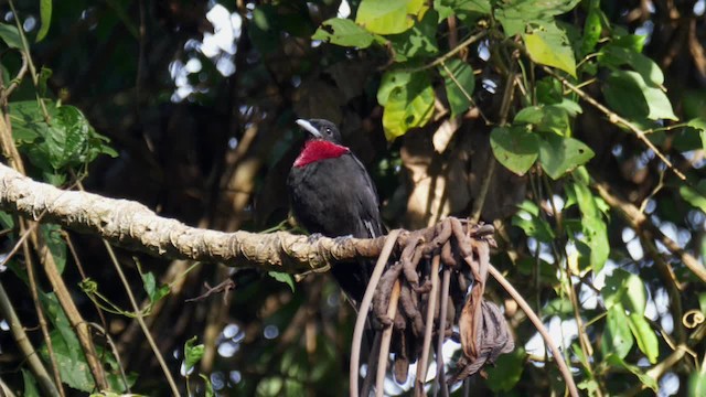 Purple-throated Fruitcrow - ML201705901