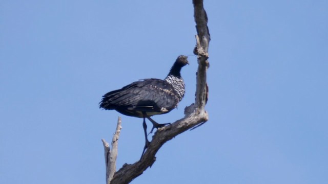 Horned Screamer - ML201705921