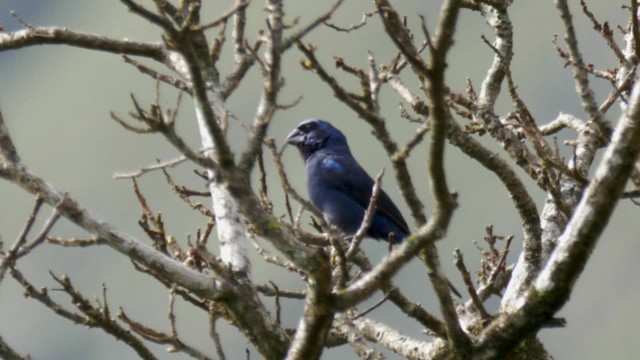 Ultramarine Grosbeak - ML201705951