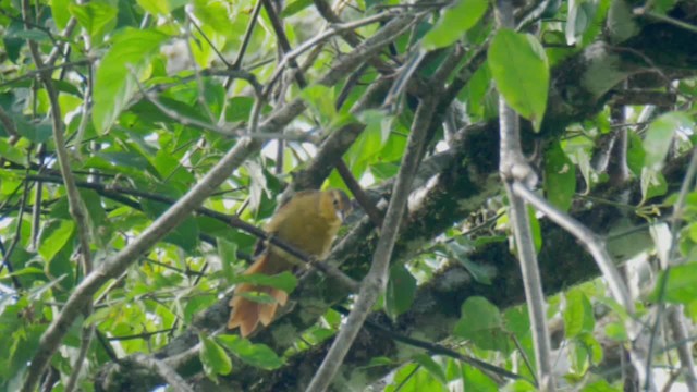 Buff-fronted Foliage-gleaner - ML201705971