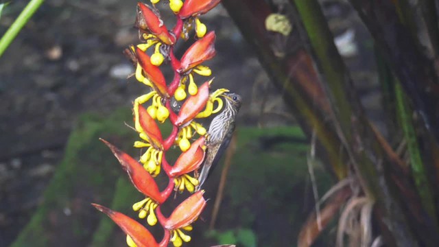 White-tipped Sicklebill - ML201706041