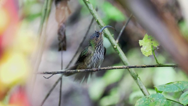 White-tipped Sicklebill - ML201706051