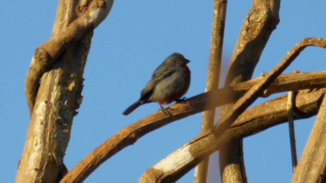 Chestnut-bellied Seedeater - ML201706091