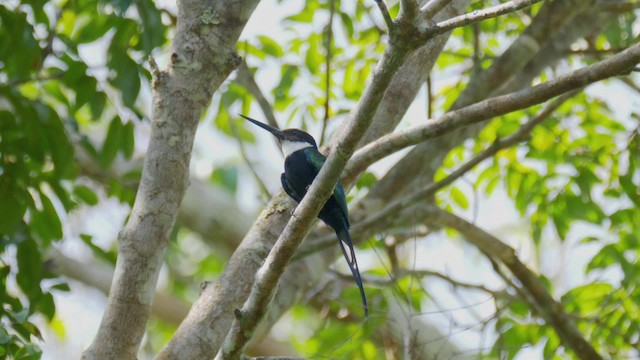 Jacamar à longue queue - ML201706111