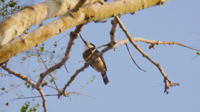 Brown-banded Puffbird - ML201706121