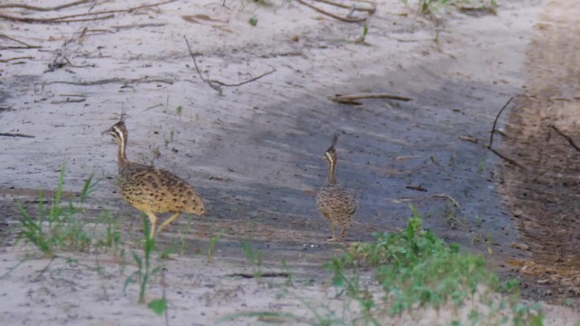 Quebracho Crested-Tinamou - ML201706141
