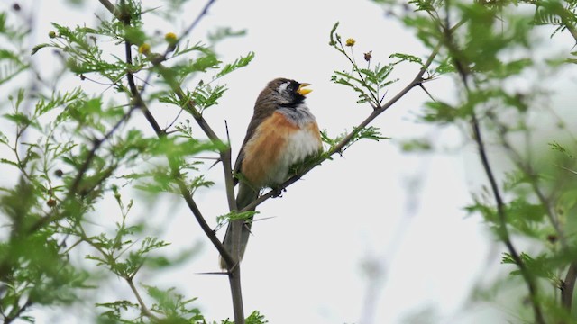 Saltator du Chaco - ML201706151