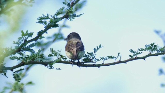 Fulvous-crowned Scrub-Tyrant - ML201706161