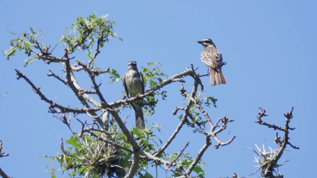 Variegated Flycatcher - ML201706171