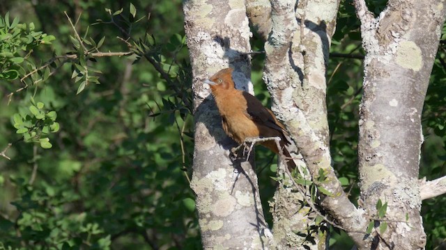 チャイロエボシカマドドリ - ML201706181
