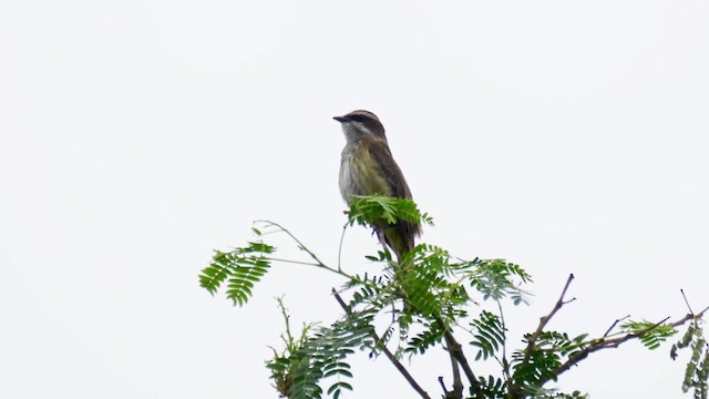 Piratic Flycatcher - ML201706211