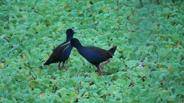 Plumbeous Rail - ML201706221