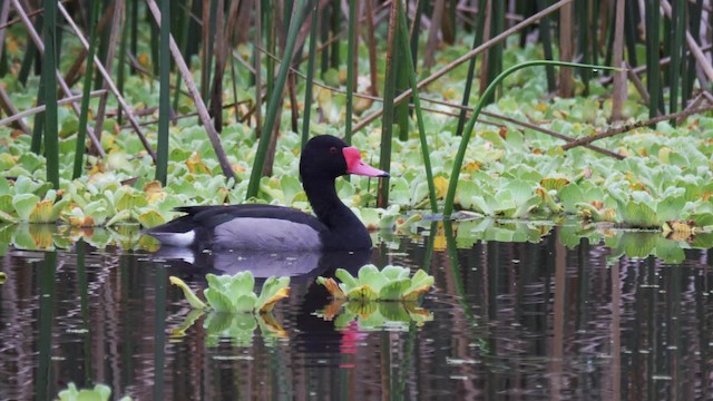 Rosy-billed Pochard - ML201706231