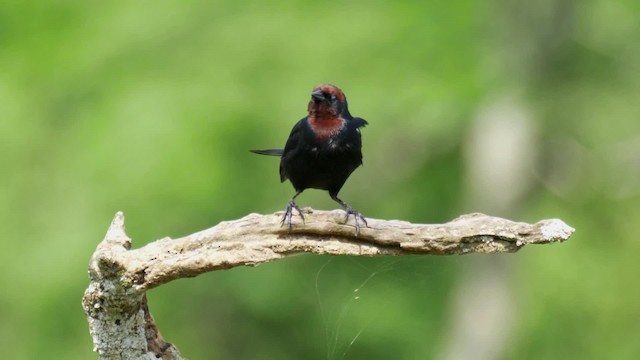 Chestnut-capped Blackbird - ML201706241