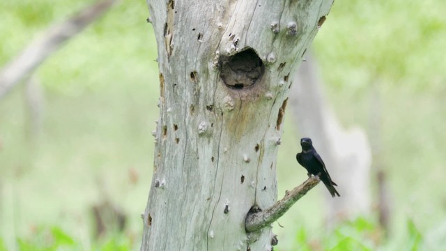 Golondrina Sureña - ML201706251