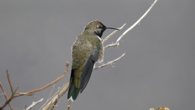 アンデスヤマハチドリ - ML201706291