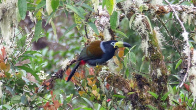 Hooded Mountain-Toucan - ML201706311