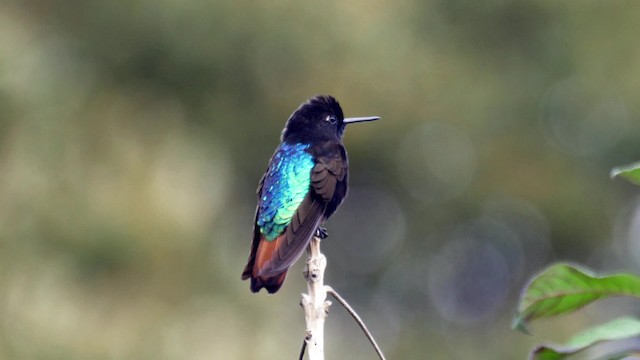 Colibrí Negrito - ML201706321