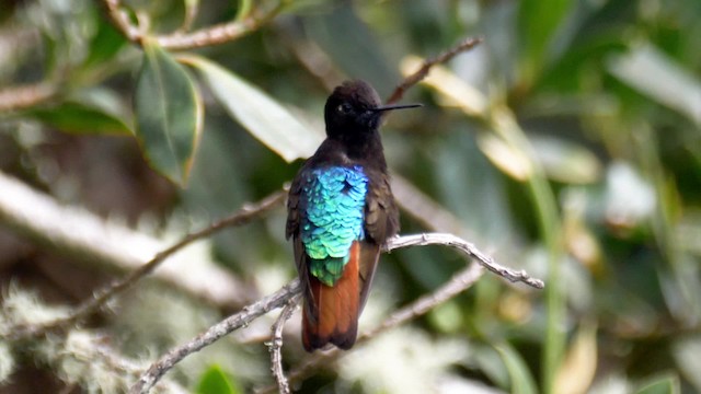 kolibřík černokápý - ML201706351